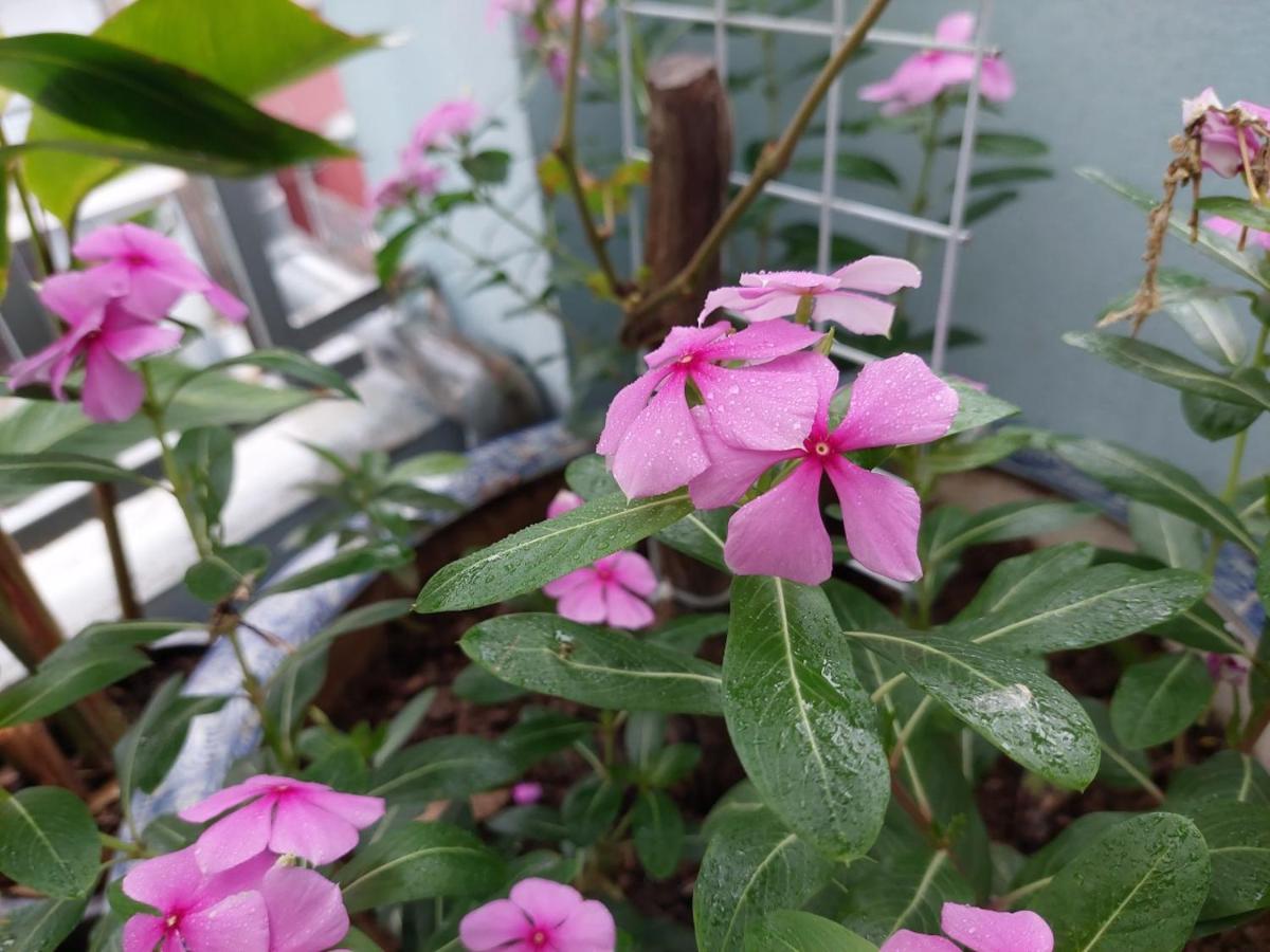 Alley Homestay هانوي المظهر الخارجي الصورة